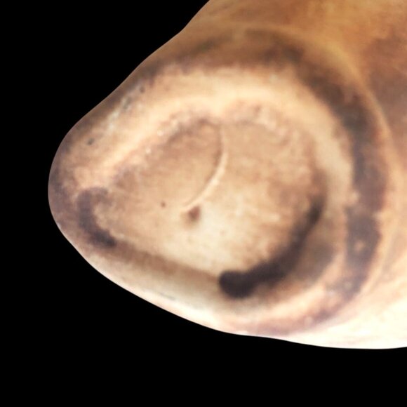 Miniature Amphora Vase With Woman Figure Lifting Skirt to Show Behind Anasyrma - Picture 12 of 13